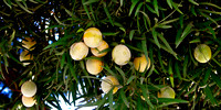 Afrocarpus falcatus_form