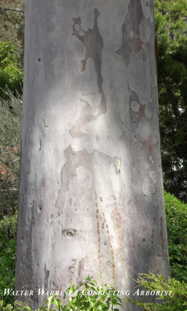 Eucalyptus saligna