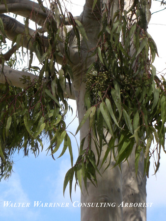 Eucalyptus saligna