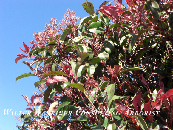 Photinia fraseri