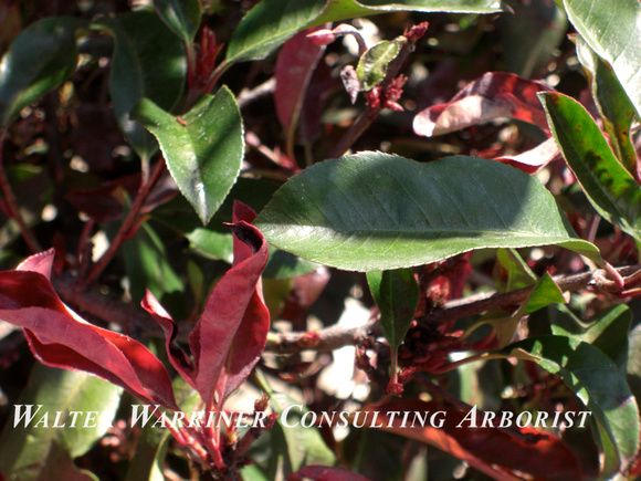 Photinia fraseri