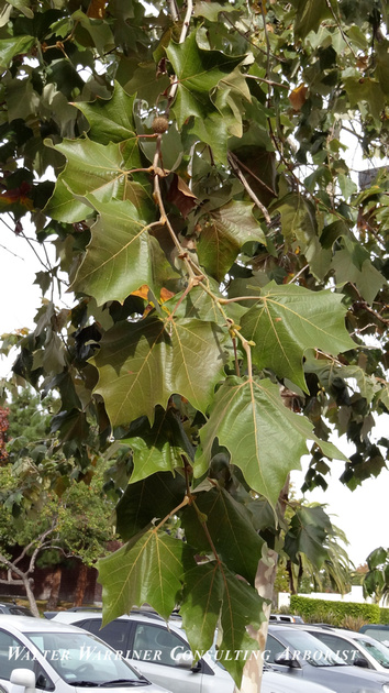 Walter Warriner Consulting Arborist Platanus Mexicana