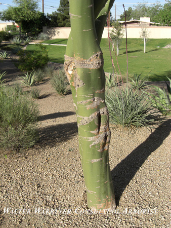 Cercidium microphyllum