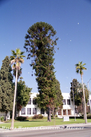 Araucaria