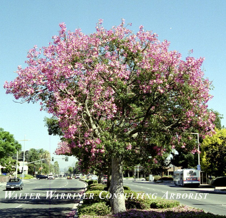 Chorisia speciosa