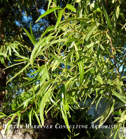 Rhus lancea