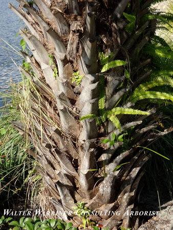 Butia capitata