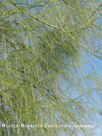 Parkinsonia aculeata