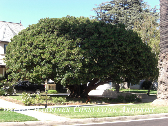 Arbutus unedo