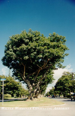 Erythrina caffra