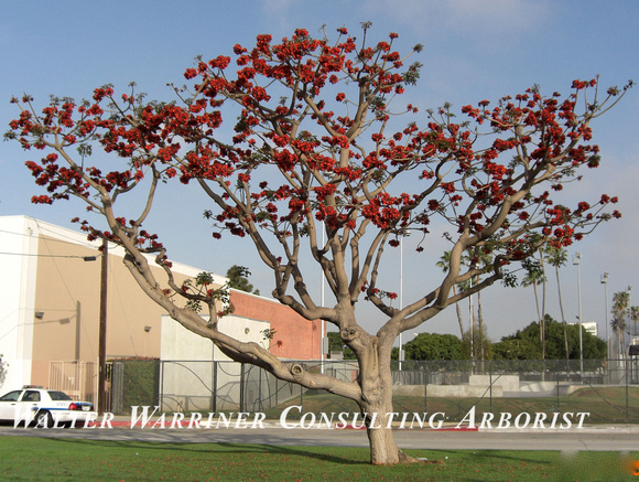 Erythrina caffra