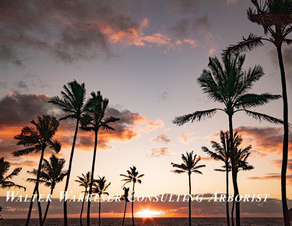 Makapuu sunrise