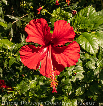 Hibiscus