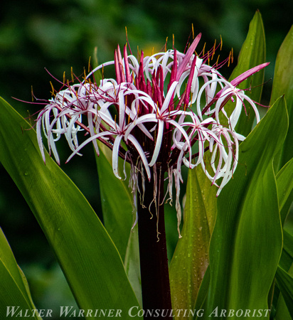 Spider Lily