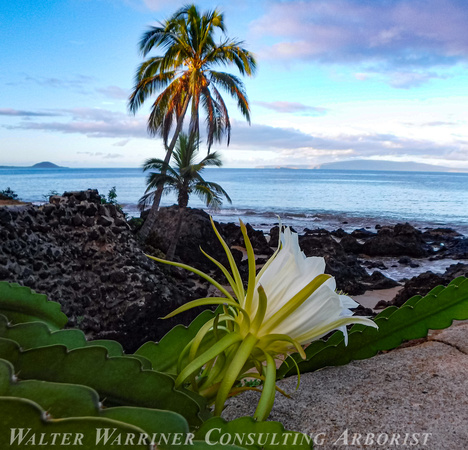 Night Blooming Cereus