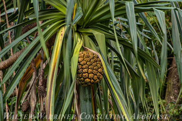 Lauhala