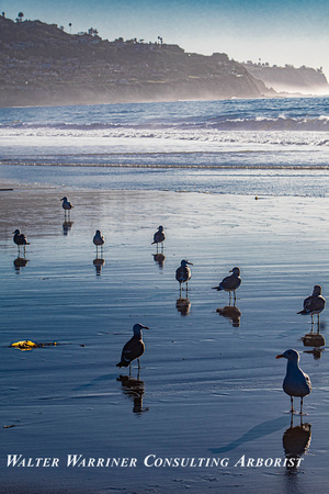 The Sentinels of Redondo Beach