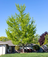 Ginkgo biloba_form in spring_