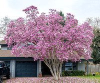 saucer magnolia in bloom_2024-2