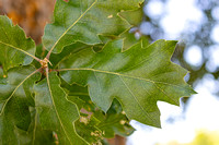 oracle oak_leaf