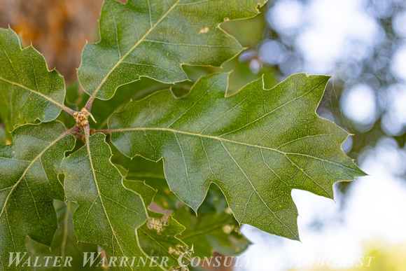 oracle oak_leaf