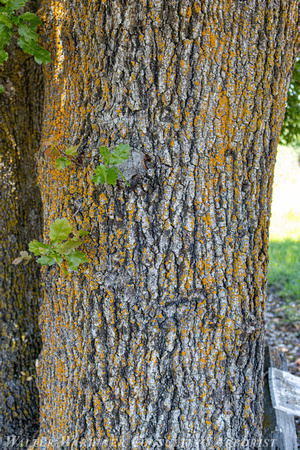 oracle oak_bark