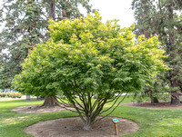 Acer palmatum_mature form