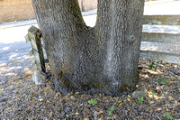 oracle oak_trunk & flare